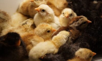 How to Choose the Perfect Chicken Incubator for Your needs in Kenya